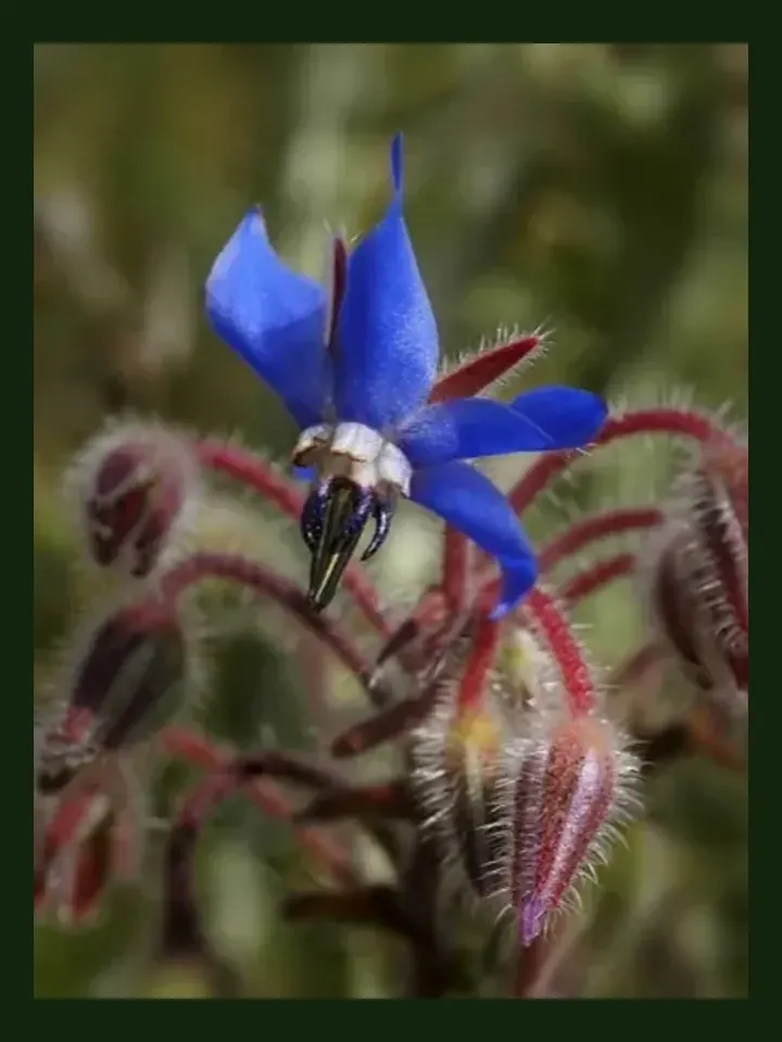 Borage real-world photo reference (Borago officinalis)