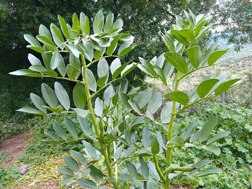 Broad Bean (Vicia faba)