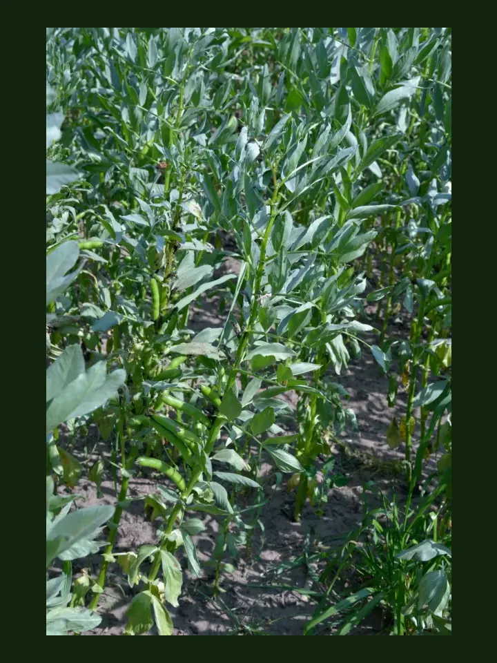 Broad Bean real-world photo reference (Vicia faba)