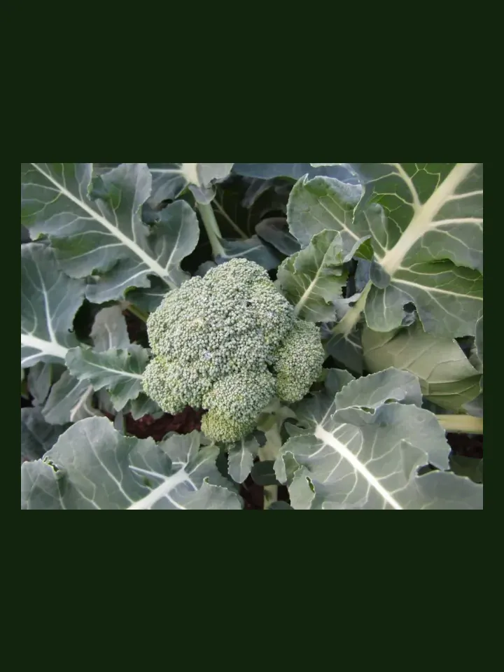Broccoli real-world photo reference (Brassica oleracea var. italica)