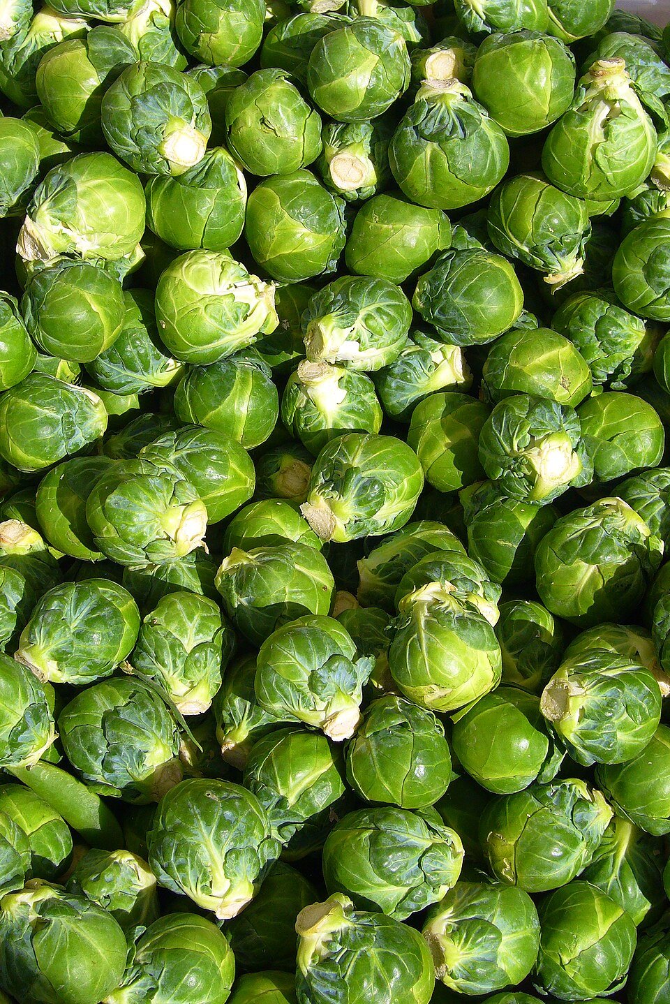 Brussels Sprouts (Brassica oleracea gemmifera)