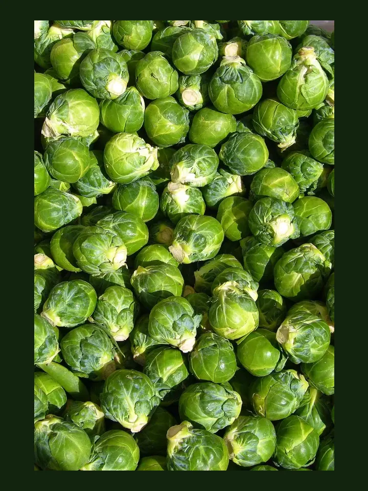 Brussels Sprouts real-world photo reference (Brassica oleracea gemmifera)