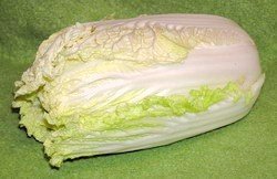 Cabbage, Wombok (Brassica rapa subsp. pekinensis)