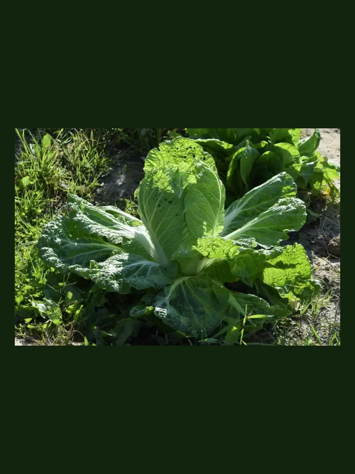 Cabbage, Wombok real-world photo reference (Brassica rapa subsp. pekinensis)