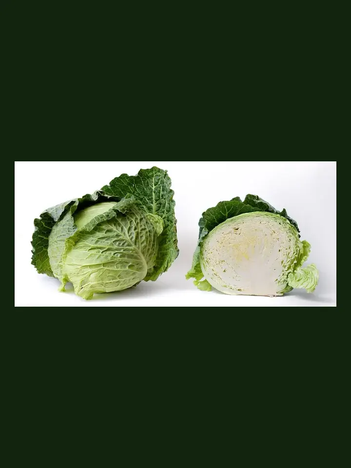 Cabbage real-world photo reference (Brassica oleracea var. capitata)