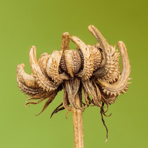 Calendula (Calendula officinalis)