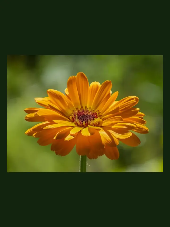 Calendula real-world photo reference (Calendula officinalis)