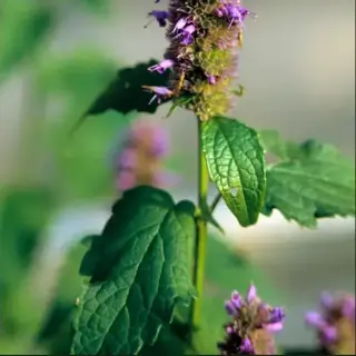 Agastache