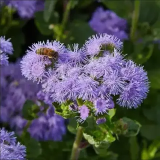 Ageratum