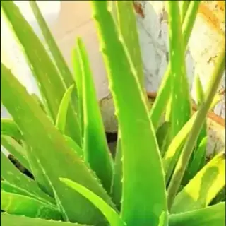 Aloe Vera