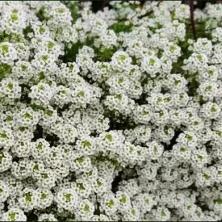 Alyssum