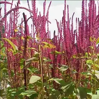 Amaranth