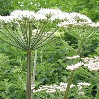 Angelica
