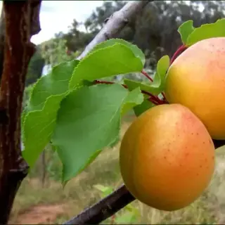 Apricot
