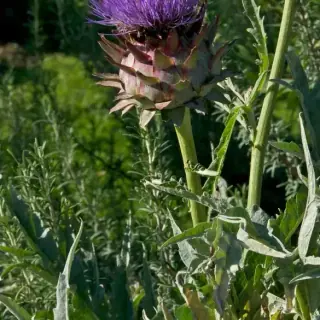 Artichoke