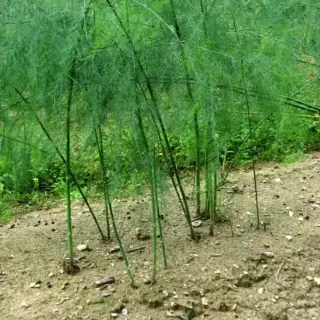 Asparagus