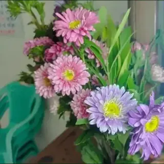 Aster, Annual