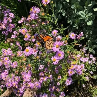 Aster, Perennial