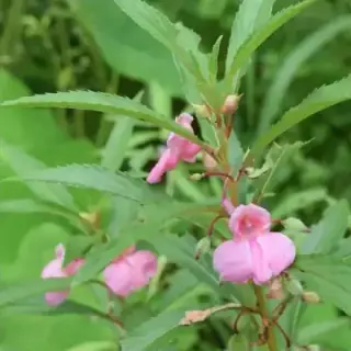 Balsam