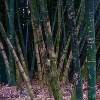 Bamboo