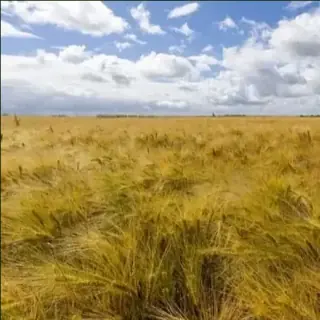 Barley