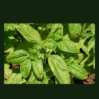 Basil
