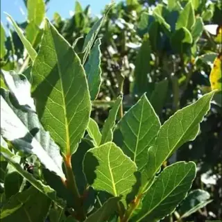 Bay Laurel