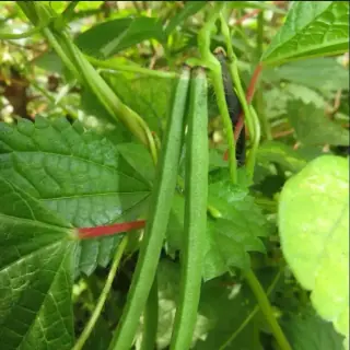 Bean, Adzuki
