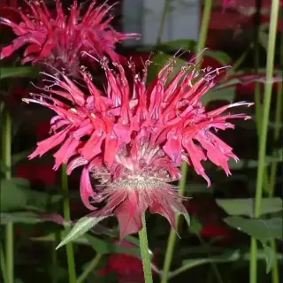 Bee Balm