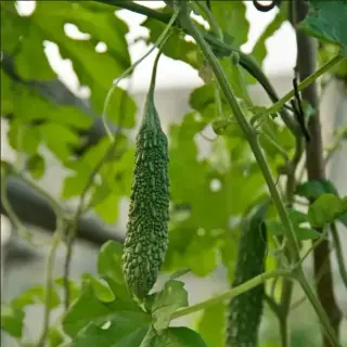 Bitter Melon