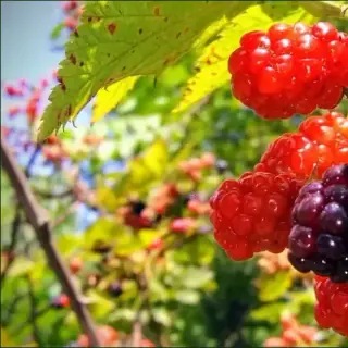 Blackberry