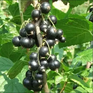 Blackcurrant