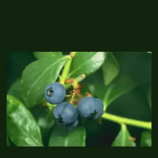 Blueberry