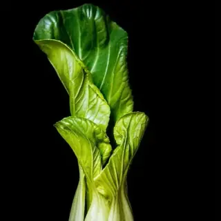 Bok Choy