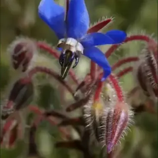 Borage
