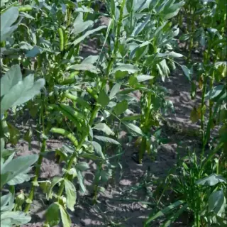 Broad Bean