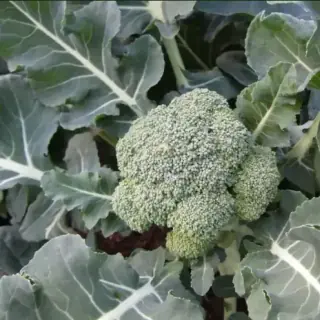 Broccoli