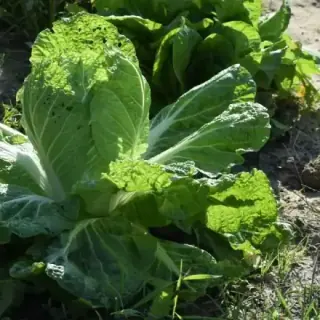 Cabbage, Wombok