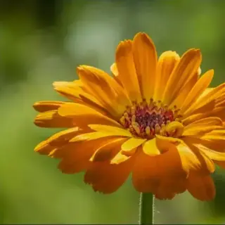 Calendula