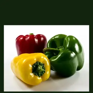 Capsicum