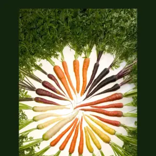 Carrot