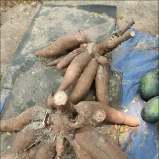 Cassava