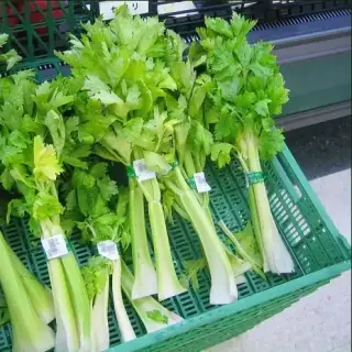 Celery