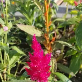 Celosia