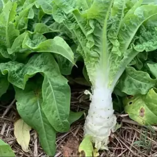 Celtuce