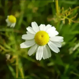 Chamomile, Annual