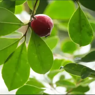 Cherry Guava