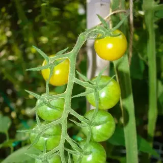 Cherry Tomato