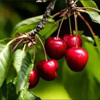 Cherry