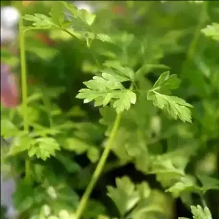 Chervil